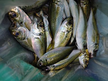 アジング　ワインド　