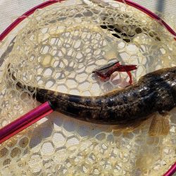 ボート釣りとはいえ渋かった・・・