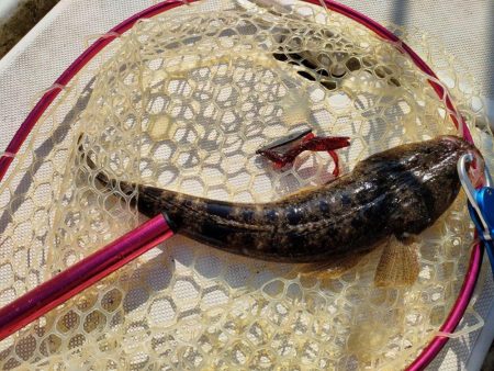 ボート釣りとはいえ渋かった・・・