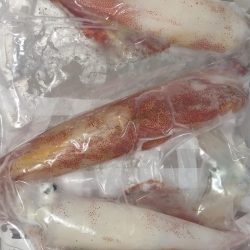 シロイカシーズン終了の予感