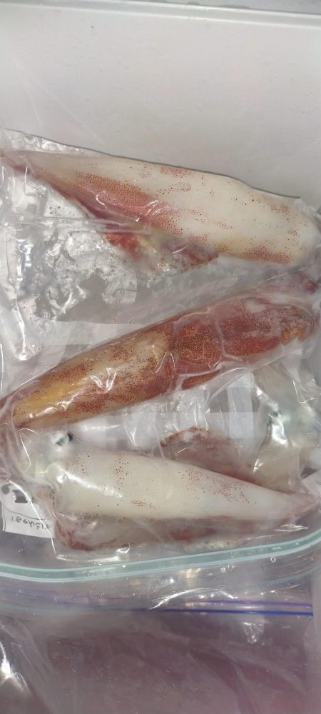 シロイカシーズン終了の予感