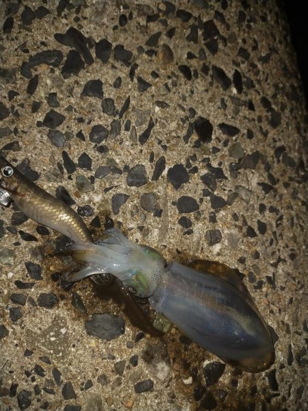 エギング後テキサス