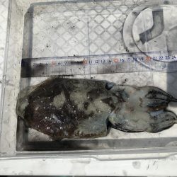 ボートエギング