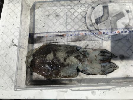 ボートエギング