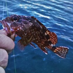 フロートゲーム～