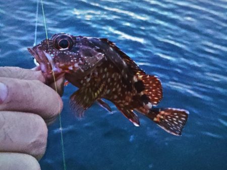 フロートゲーム～