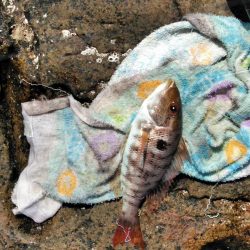 フカセ‥最高ですネ・・モーニングサービス・・