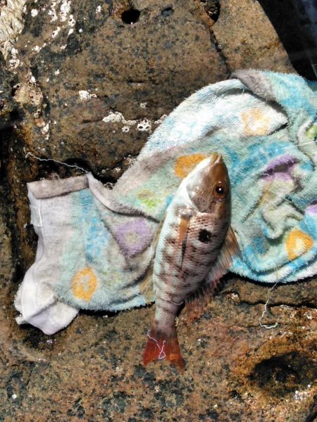 フカセ‥最高ですネ・・モーニングサービス・・