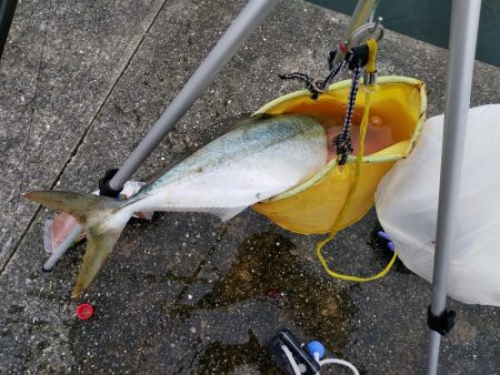 今回はダイソージグで