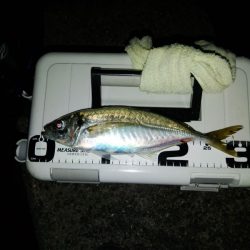 (尺アジ)フロートゲーム