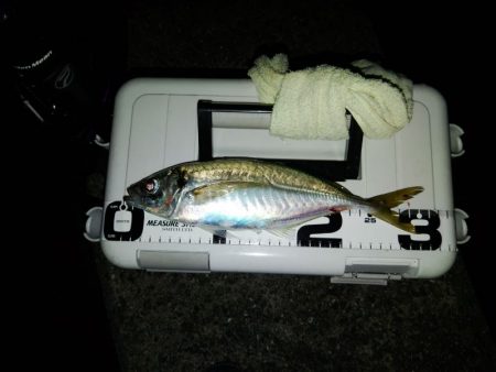 (尺アジ)フロートゲーム