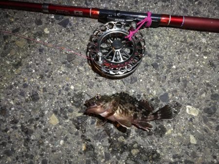 2021/09/21 南港ヘチ釣り