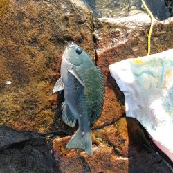 フカセ‥最高ですネ・・