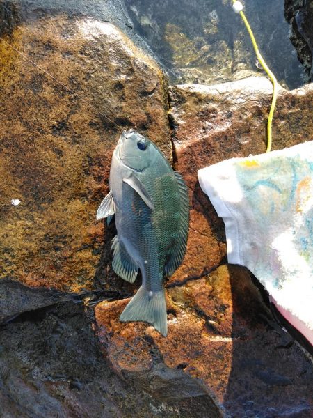 フカセ‥最高ですネ・・