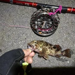 2021/09/28 南港ヘチ釣り