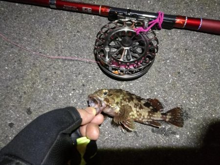 2021/09/28 南港ヘチ釣り