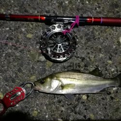 2021/09/29 南港ヘチ釣り 根魚狙い