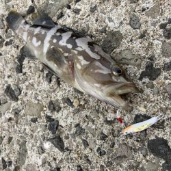 A.P.Pフィッシングガイドサービス　先制ボーズ逃れでセイゴをRIDEONも、ブレドロデストロイの活躍によりその効果は薄れる。