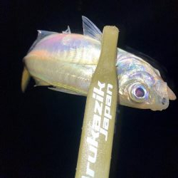 舞洲で豆と中アジ