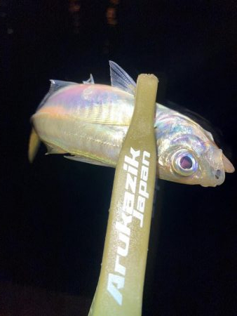 舞洲で豆と中アジ