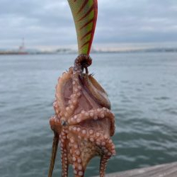 久しぶりにタコ　つ抜け