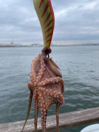 久しぶりにタコ　つ抜け