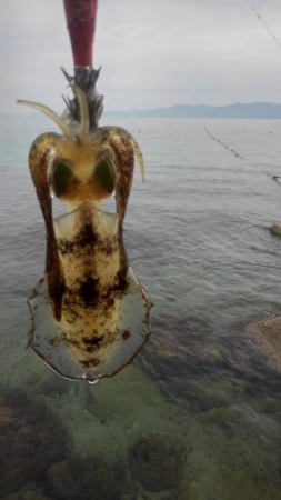 本日活性あり❗