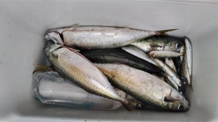 二週連続大サバ