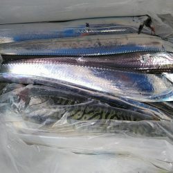 泉州丸 釣果