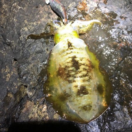 2021佐渡ヶ島 エギング 8回目