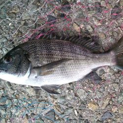 秋の小チヌの数釣り