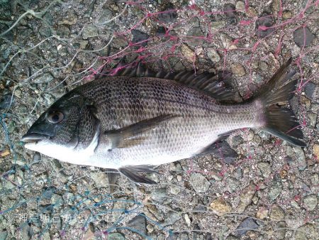 秋の小チヌの数釣り