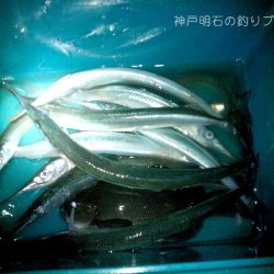 サヨリとチヌが釣れました!