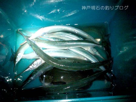 サヨリとチヌが釣れました!
