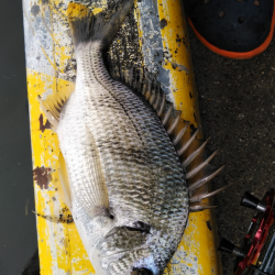 秋のチヌは繊細