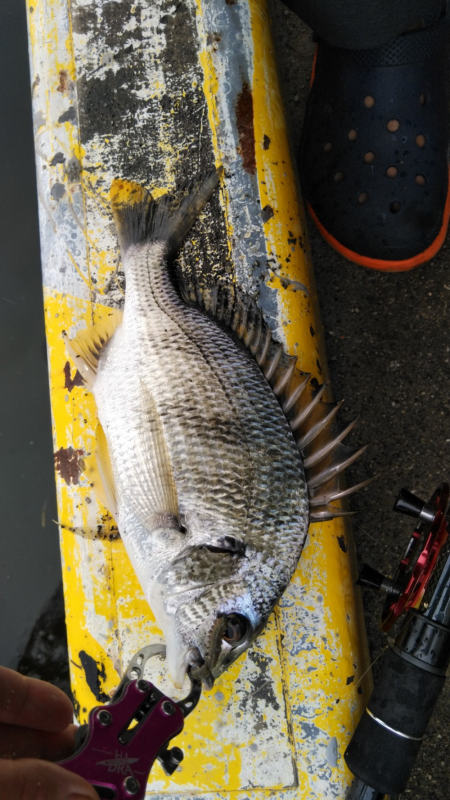 秋のチヌは繊細