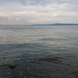 青物調査のハズが・・・！