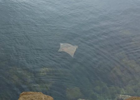 青物調査のハズが?