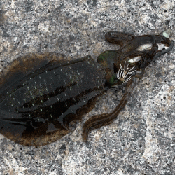 姫路の離島で快適な平日エギング