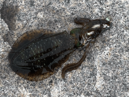 姫路の離島で快適な平日エギング