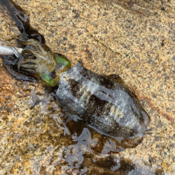 ２０２１年秋アオリエギング開幕釣行