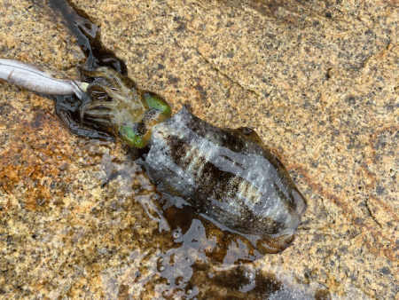 ２０２１年秋アオリエギング開幕釣行