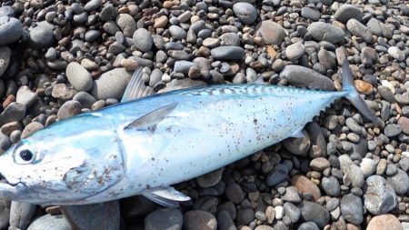 カツオ本格化の兆し