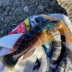 カワハギシーズンイン！！