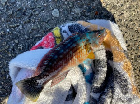 カワハギシーズンイン！！