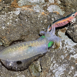 日本海で夕方から夜にかけてのエギング