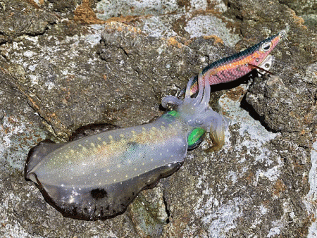 日本海で夕方から夜にかけてのエギング