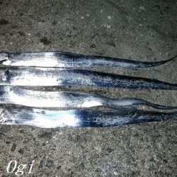 激シブタチウオ釣行