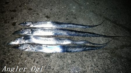 激シブタチウオ釣行