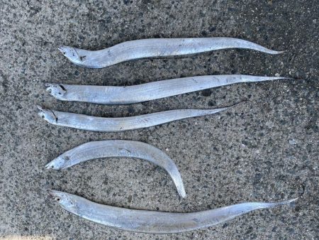 今年初太刀魚。